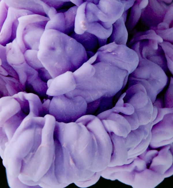 Sequence of abstract shapes representing a flow of movement.